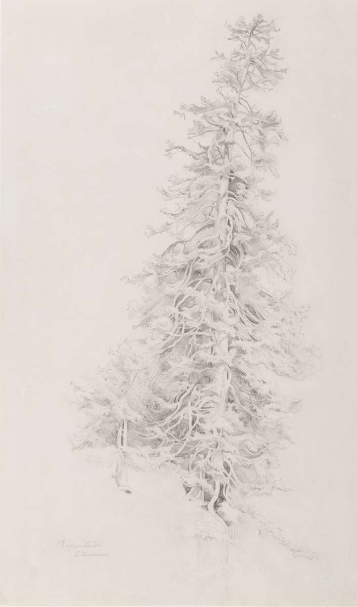 A Spruce Tree in the Rosenlaui Valley in the Bernese Alps